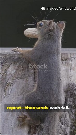 Amazing Facts About Squirrels #wildlife #animals #nature #squirrel #facts