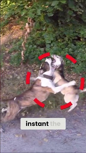 True Canine Self-Control: How a Calm Pitbull De-Escalates Conflict