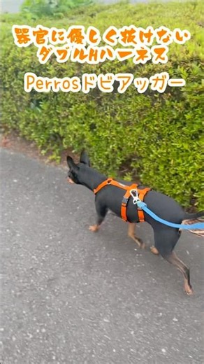 ミニピン】器官に優しく絶対に抜けない神ハーネス『PERROS』でお散歩したら快適すぎた！※今夜本編動画公開！ #shorts⁠