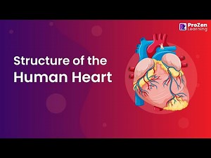 The Structure of Human Heart | Biology | Grade 10 | ProZen learning