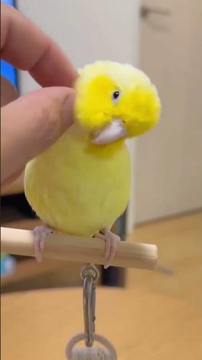 Lovebird Care