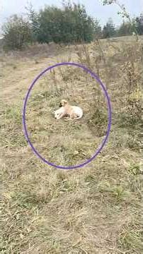 Rescue Changed their Future When the Forgotten Lake Puppies Finally Got a Second Chance