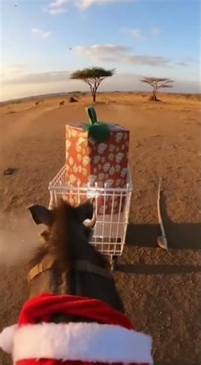 Sleeping Lions Got TROLLED by Warthog 🎁🦁 #lion #warthog #funny #shorts