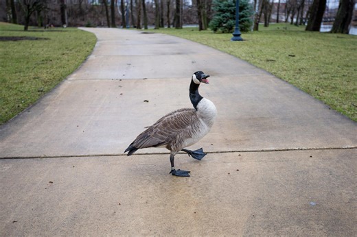 Geese gone wild: FAMU students attacked by aggressive gaggle
