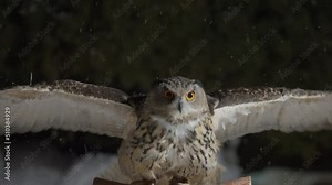 Slow motion of big eurasian great horned eagle owl on leash flapping extended wings, flying, landing from flight, perching, balancing on branch pole, turning head back, snow falling in winter night.