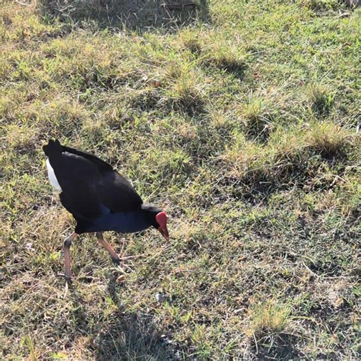 Moor is naughty.. always attacks stephen.. | Kirsty's Bird Sanctuary & Wildlife Rehabilitation