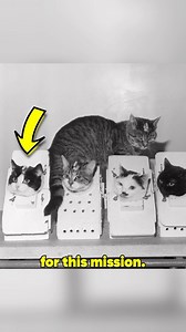 The First Cat in Space 🐱 | Mr Scientific