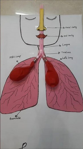 Lungs Working Modal