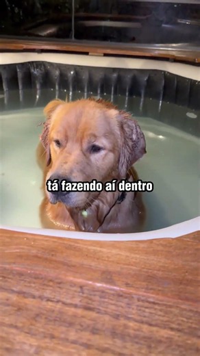 Cachorro escolhe jacuzzi como cama em noite fria e surpreende donos! 😮🐶