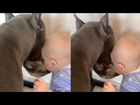 Toddler Mimics Dog's Way Of Drinking