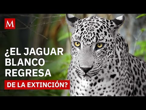 White jaguar in Chiapas: The feline thought to be extinct reappears in Sumidero Canyon.