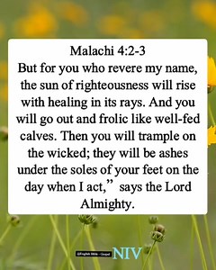 Malachi 4:2-3 But for you who revere my name, the sun of righteousness will rise with healing in its rays. And you will go out and frolic like well-fed calves. Then you will trample on the wicked; they will be ashes under the soles of your feet on the day when I act,” says the Lord Almighty. English Bible - Gospel | English Bible - Gospel
