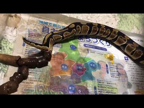 ボールパイソン 排泄