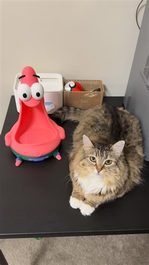 Luna is car on Instagram: "I Accidentally Broke Luna’s Bowl… So I Designed & 3D Printed a Patrick Star Bowl Holder at Home. 🐱✨ Thanks to the Bambu Lab P2S, I went from “oops” to a custom pet bowl holder in just a few hours. No waiting, no online orders — just creativity, precision, and a very happy cat! PS.: They have over 1000 pet toys and print ideas on MakersWorld! @bambulab_official #bambulab #bambulabp2s #catsofinstagram"