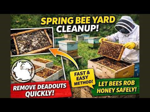 Spring Bee Yard Cleanup: Checking Hives, Removing Deadouts & Letting Bees Rob Honey Back