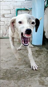 😡 Tiny But Fierce Puppy | Angry Growling Sound Effect”