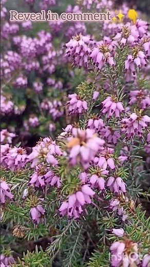 It Looks Like Heather, But It’s NOT. The Shocking Pink of March! 🌸 #shorts