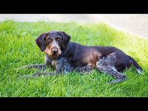 Adopting a German Wirehaired Pointer: All You Need to Know!