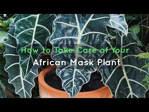 How to Take Care of Your African Mask Plant