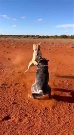 Apex Predator Clash: Wild Dog vs. Blue Heeler | Intense Faceoff