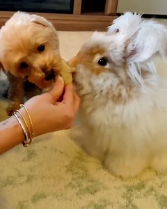 224K views · 3.2K reactions | I've never seen a rabbit that looks like this before  | LADbible | Facebook