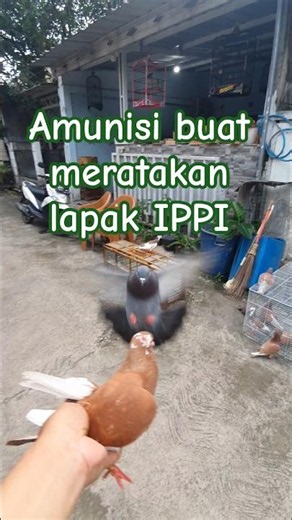 Ammunition to dominate the IPPI circuit #pigeonracing #lubuklingaupigeonracing #fypシ゚viral