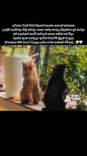 නිදහස — දිවාජීවිතයේ සරණය සහ සරල සතුට