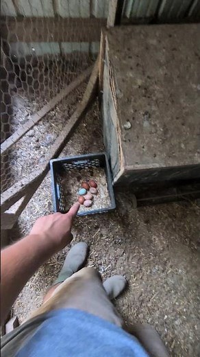 Why Have The Chickens Been Slowing Down The Egg Laying?