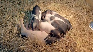 Little dwarf spotted piglets as a family pushing and sleeping on hay in a pen