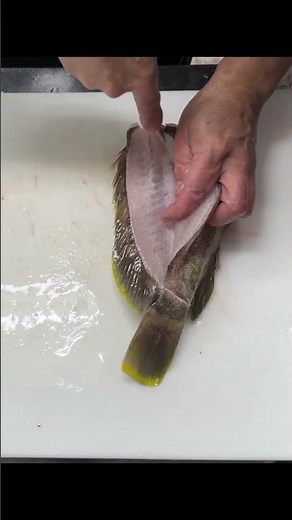 #369ショート 【白浜沖のアオハタをさばく】お客様が釣ったお魚をさばく！【京都有次の上製の骨スキ15センチ
