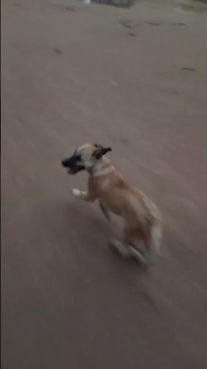 Kangal running speed #viralvideo #kangalshepherd #pets