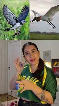 Top Maiores Animais do Brasil