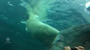 48K views · 487 reactions | Two of the Assiniboine Park Zoo's polar bears play in an underwater tunnel that reopened Friday at the Journey to Churchill exhibit. Watch video here: | CBC News | Facebook