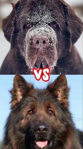 Beagle vs husky vs Newfoundland dog vs German shepherd vs American bully