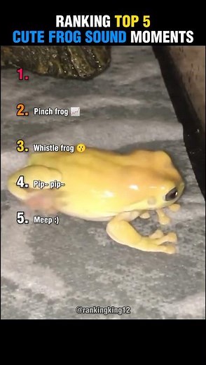 Ranking Top 5 Cute Frogs Sound Moments 🐸
