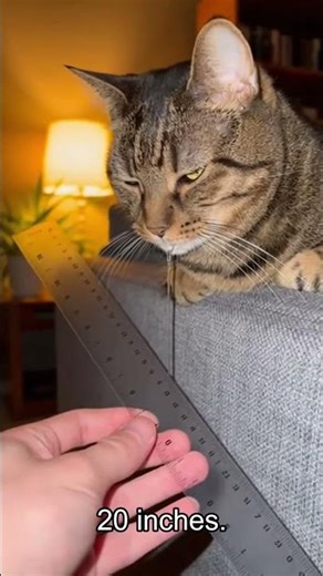 Cat Drool Waterfall 😂💦 When Cats Can't Stop Drinking #Cats #FunnyPets #CatLovers