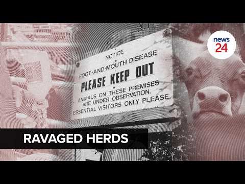 WATCH | Foot-and-mouth disease: Farmers' livelihoods collapse as FMD ravages herds