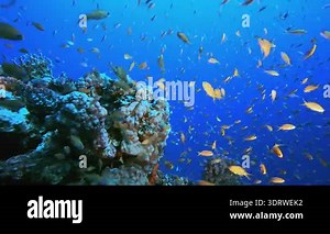 Blue Sea Water and Tropical Fish. Tropical underwater sea fish.