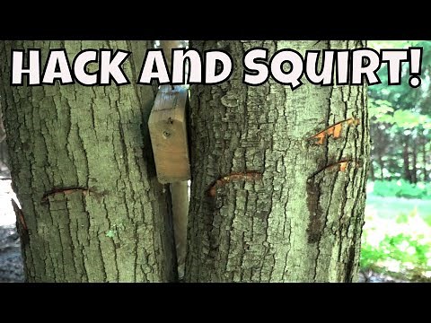 Hack And Squirt Herbicide Treatment To Ki*l Trees ( BARK INJECTION)