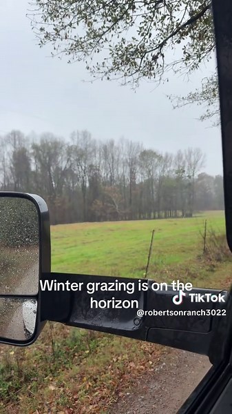 Rain rain rain. Muddy mess #grazing #ryegrass #wheat #farm #cows