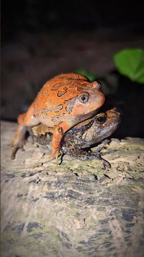 The funniest frog catch | Funny animal video | Funny video frog | Comedy video frog Funny animal