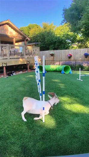 HILARIOUS: Goat (Gary) Shows Dog How to Run an Agility Course