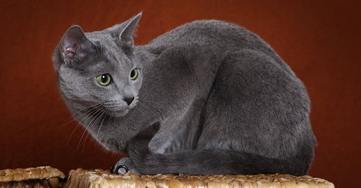 How Big Do Russian Blue Cats Get? Average Size and Growth Milestones