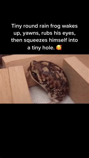 Cute Tiny Frog Yawning | Rain Frogs Yawn Compilation