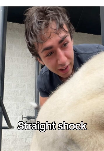 Helping a Puppy Overcome His Fear of Stairs