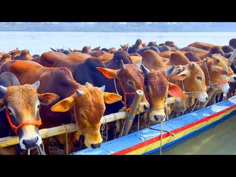 cow unloading, cow videos, cow video, animal, big cow, goru hamba cow, Ep- 337