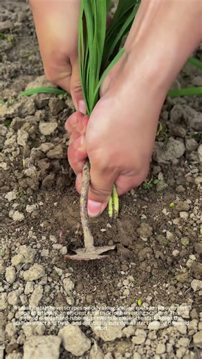 Harvesting Scallions: Quick Mud Hack✨