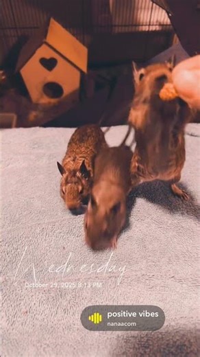 Who Finds the Snack First? 🐿️ Baby Degus on a Snack Hunt! #cutepets #degulife #degu #cute #petvlog