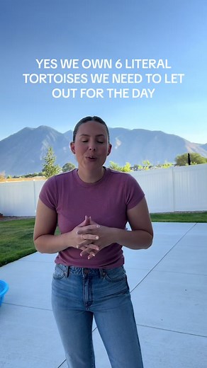 Caring for Our Sulcata Tortoises: Daily Routine