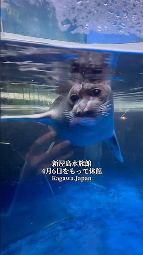 【香川パワースポット】新屋島水族館は2025 年4月7日一時休館